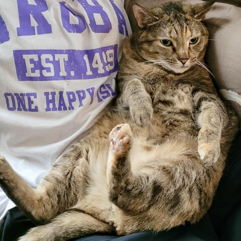 Izzy, ADOPTABLE, Adult Female Domestic Short Hair.