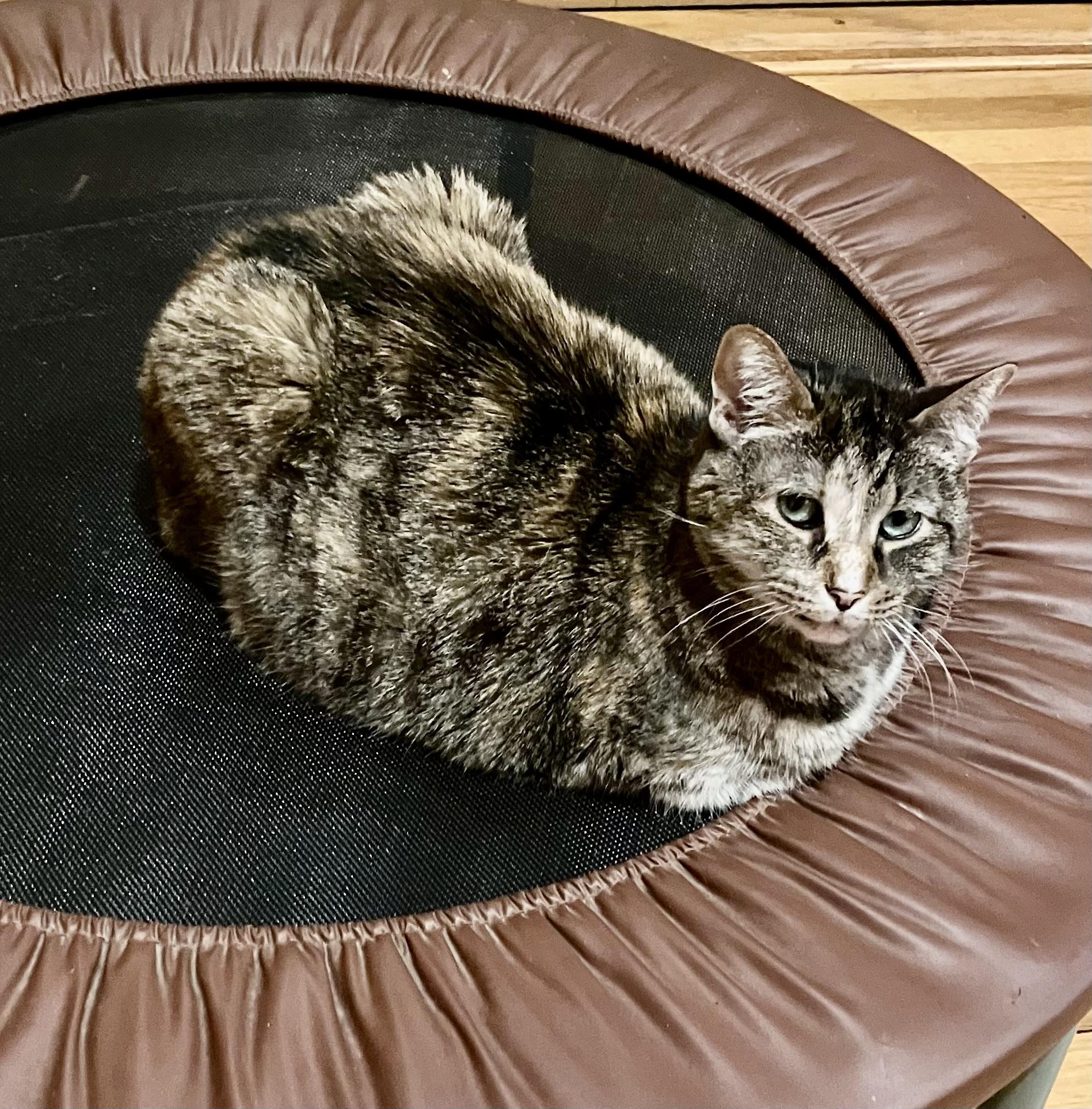 Enlarge Izzy, a ADOPTABLE Domestic Short Hair in BLACK MOUNTAIN, NC image 4/5