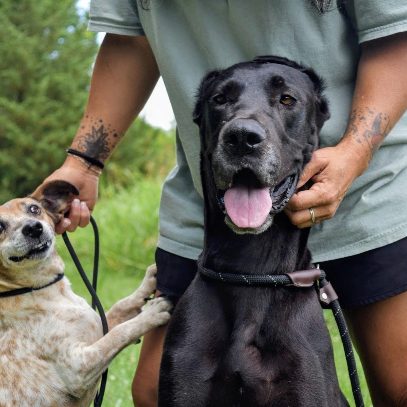 Enlarge Velma, a Adoptable Great Dane in Spring hill, TN image 5/6