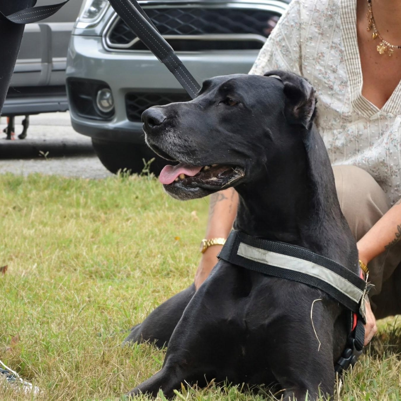 Enlarge Velma, a Adoptable Great Dane in Spring hill, TN image 2/6