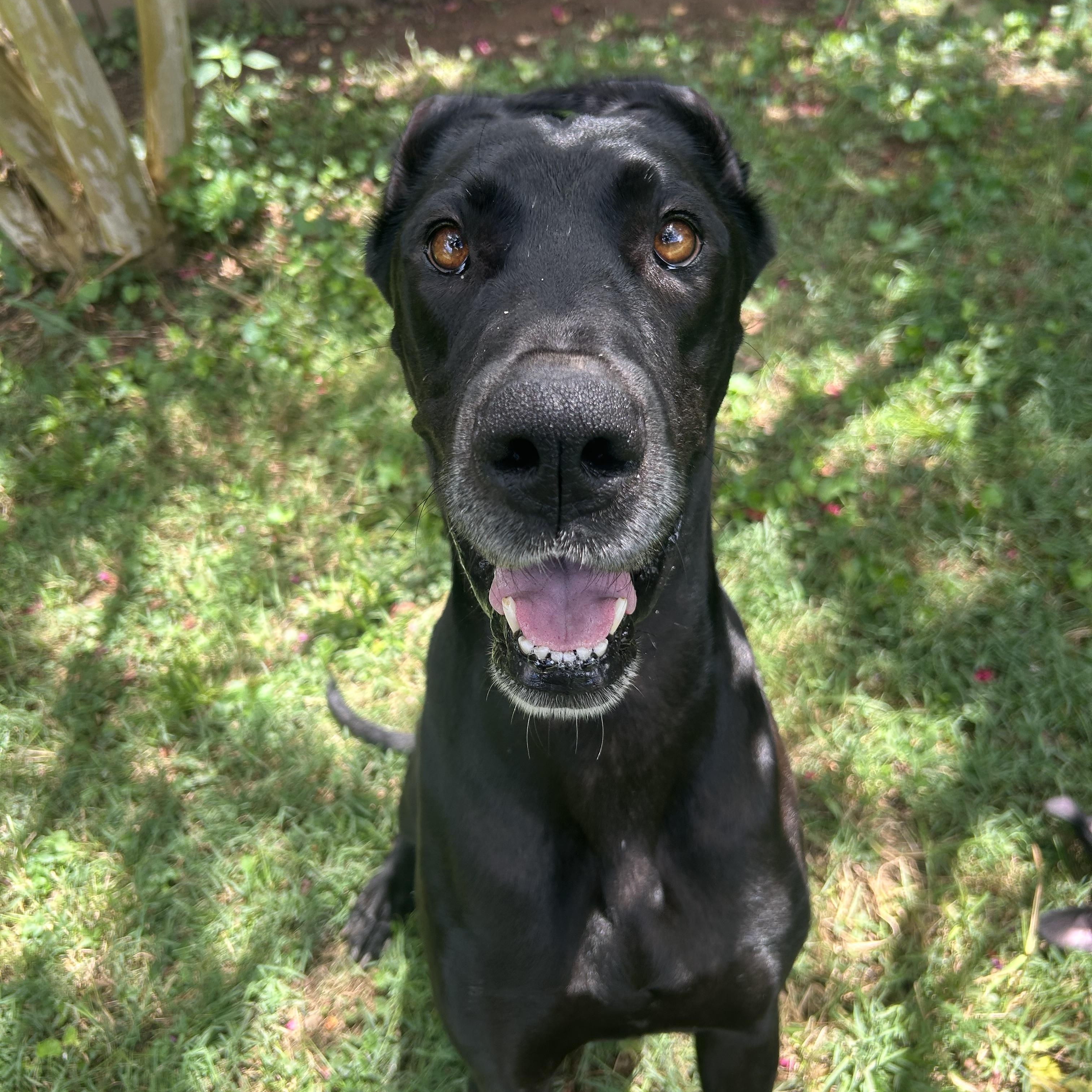 Enlarge Velma, a Adoptable Great Dane in Spring hill, TN image 4/6
