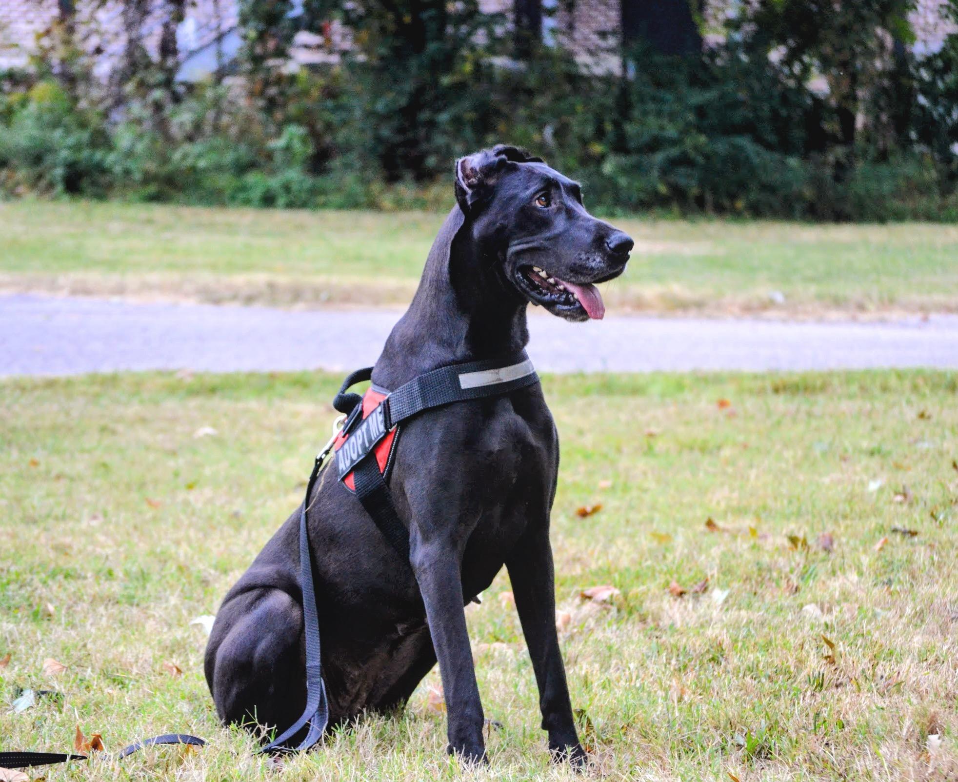 Velma, Adoptable, Adult Female Great Dane.