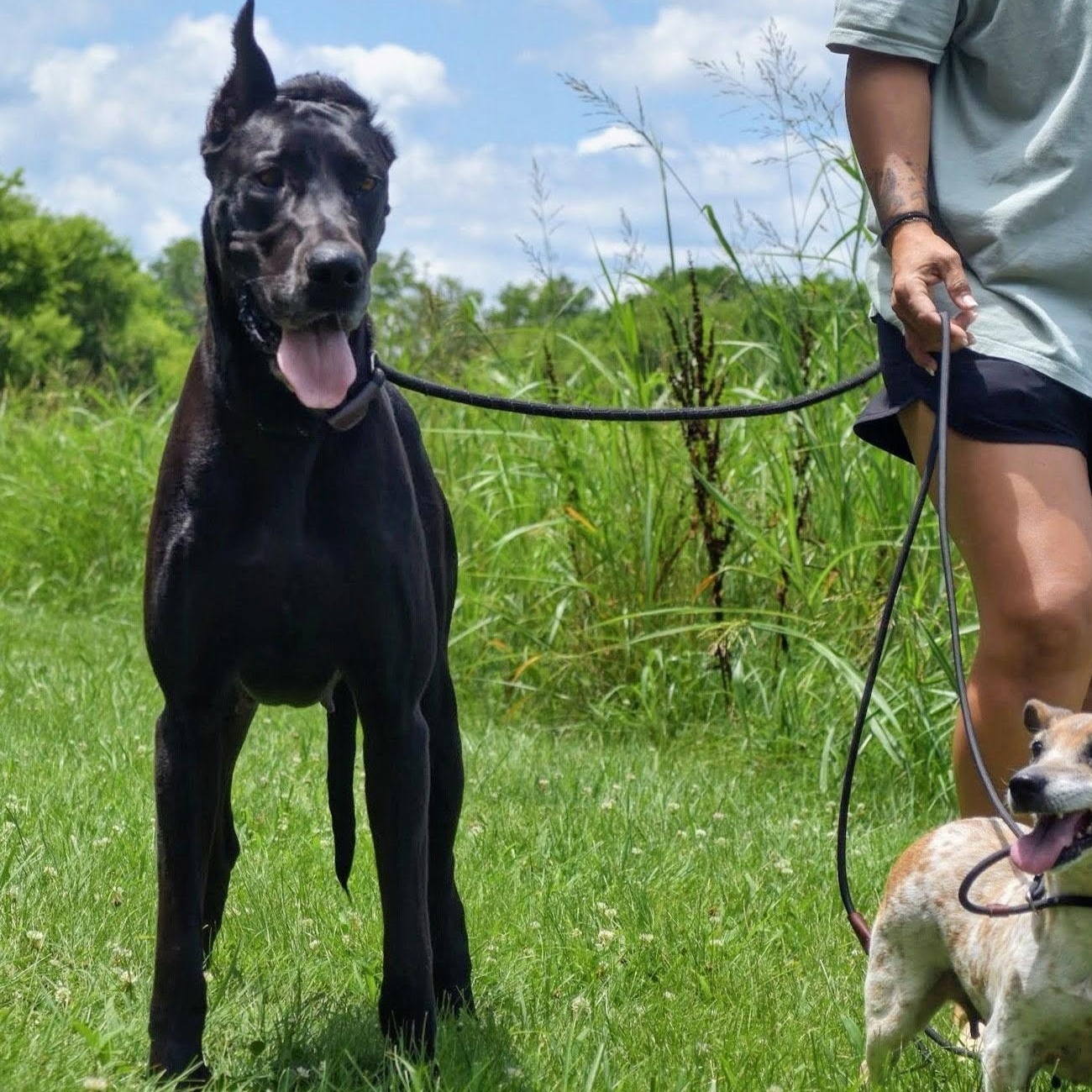 Enlarge Velma, a Adoptable Great Dane in Spring hill, TN image 3/6