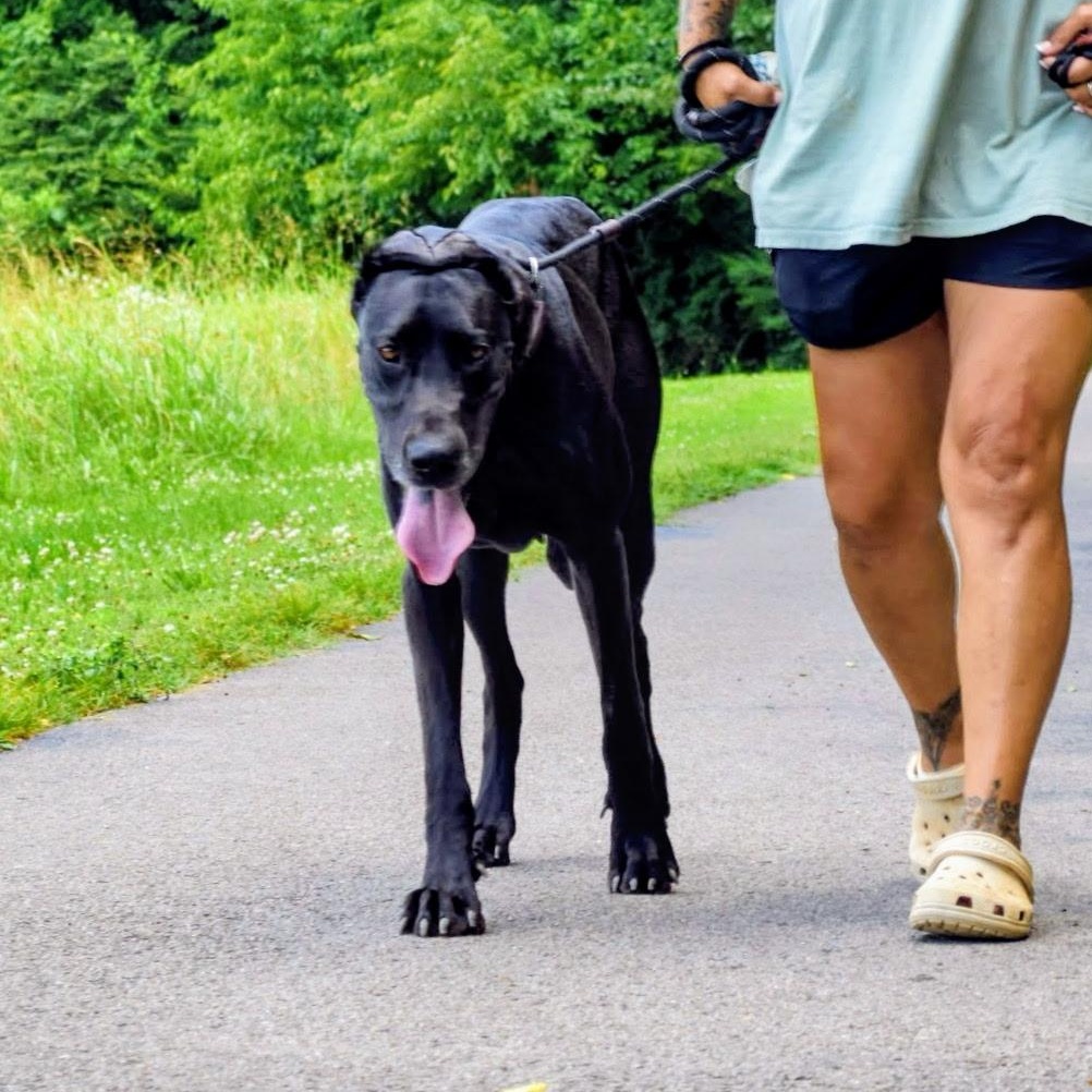 Enlarge Velma, a Adoptable Great Dane in Spring hill, TN image 6/6