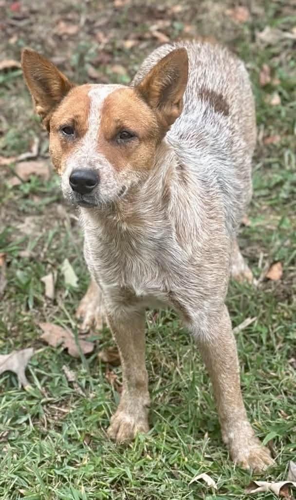 Tessa, Adopted, Young Female Australian Cattle Dog / Blue Heeler.
