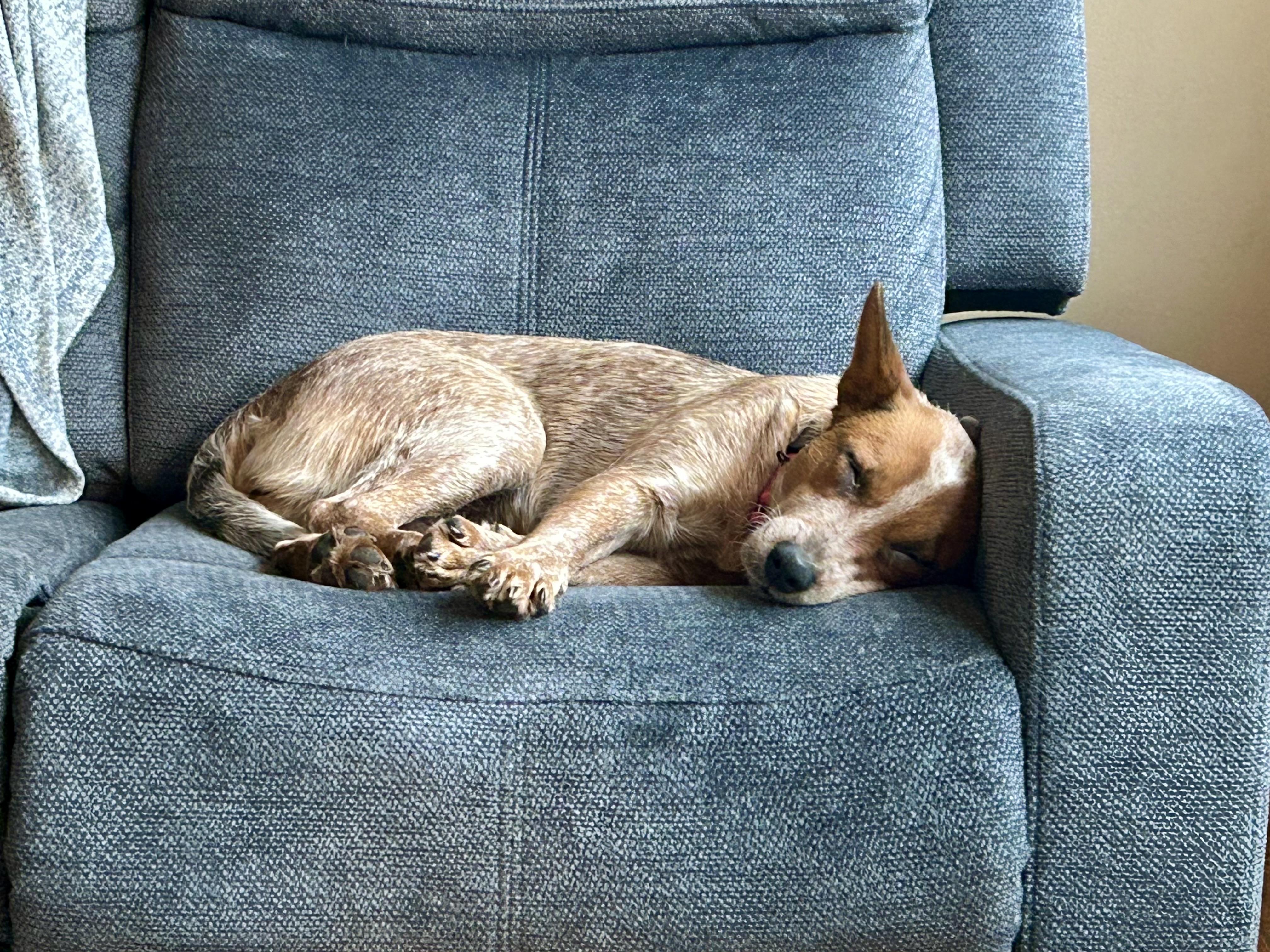 Enlarge Tessa, a Adopted Australian Cattle Dog / Blue Heeler in Alexandria, VA image 2/4