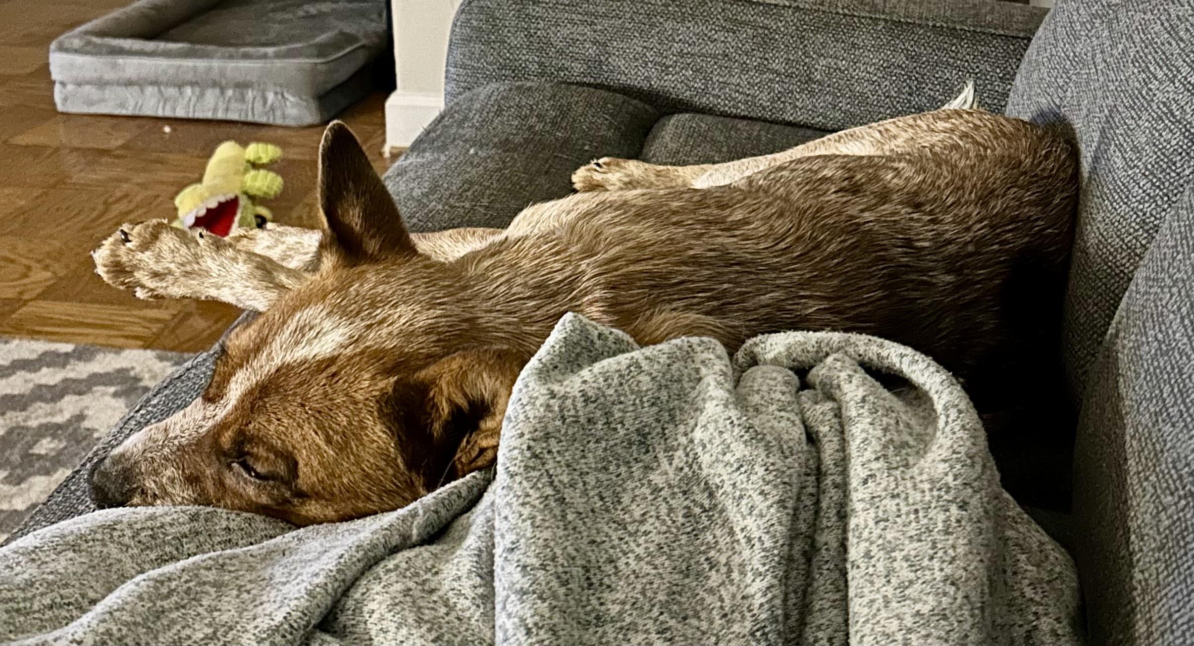 Enlarge Tessa, a Adopted Australian Cattle Dog / Blue Heeler in Alexandria, VA image 3/4