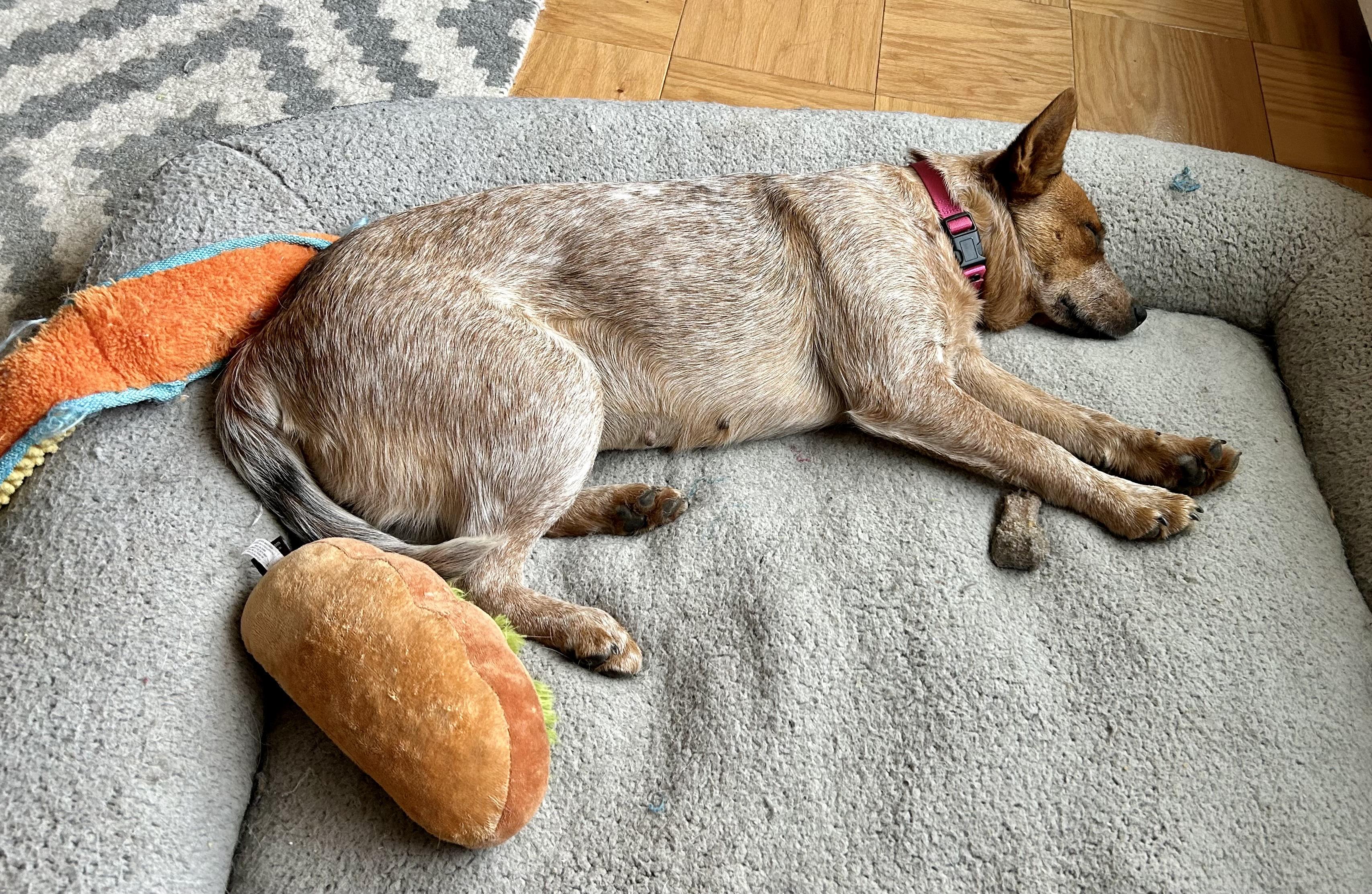 Enlarge Tessa, a Adopted Australian Cattle Dog / Blue Heeler in Alexandria, VA image 4/4