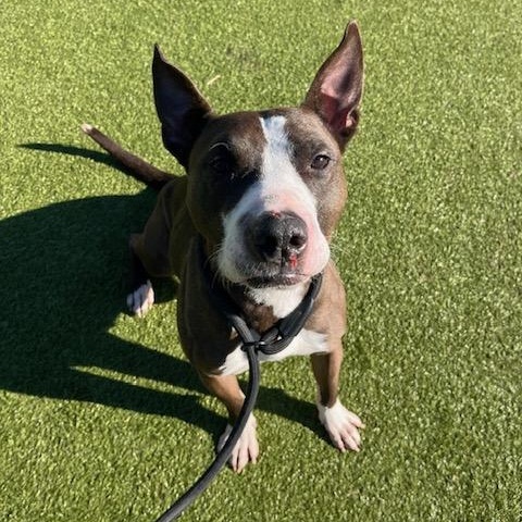 Enlarge Dobie, a ADOPTABLE mixed breed in Terre Haute, IN image 2/3