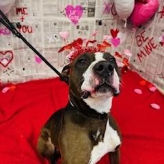 Enlarge Dobie, a ADOPTABLE mixed breed in Terre Haute, IN image 2/4