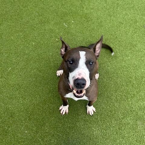 Dobie, ADOPTABLE, Adult Male Pit Bull Terrier.