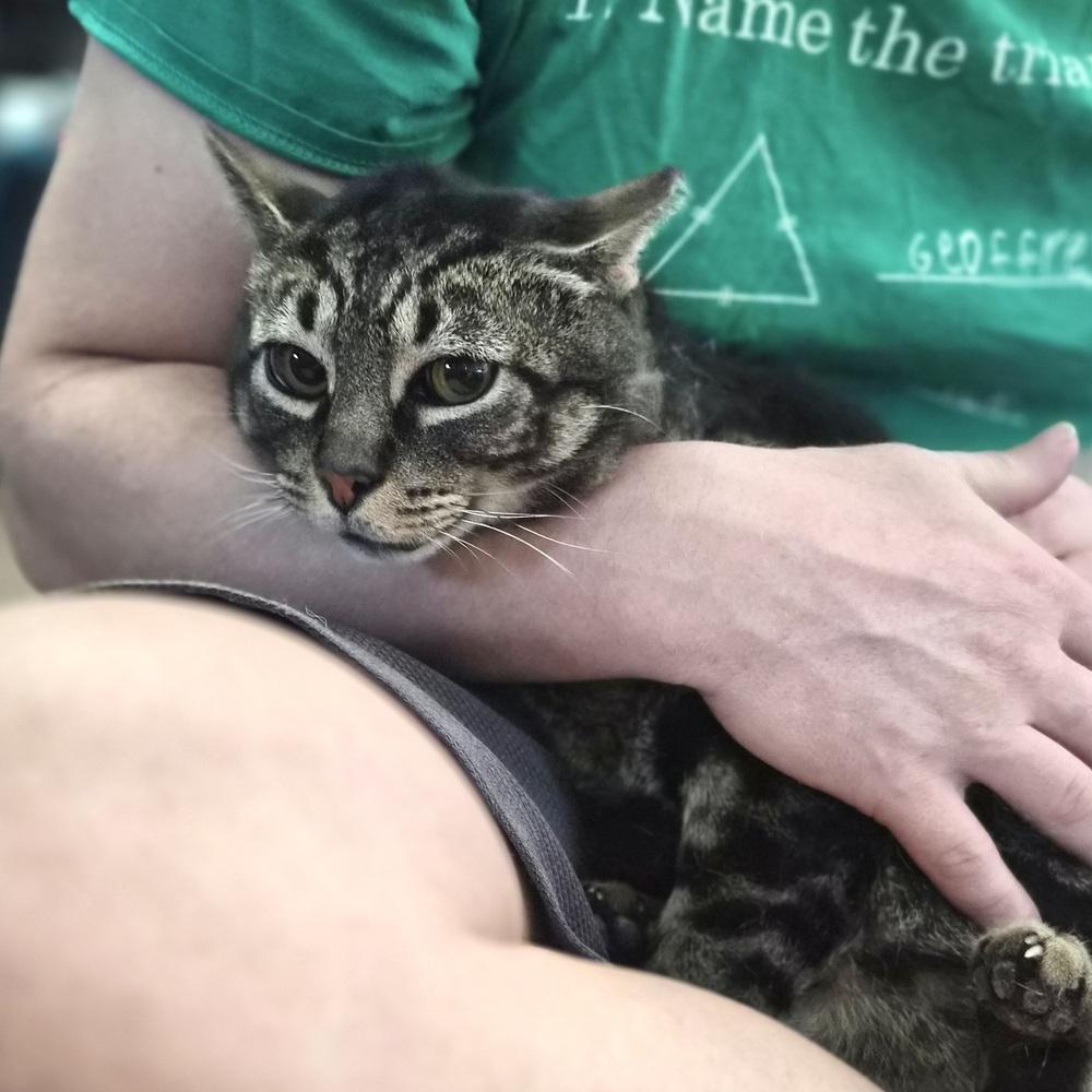 Bandit, Adoptable, Adult Male Domestic Short Hair.