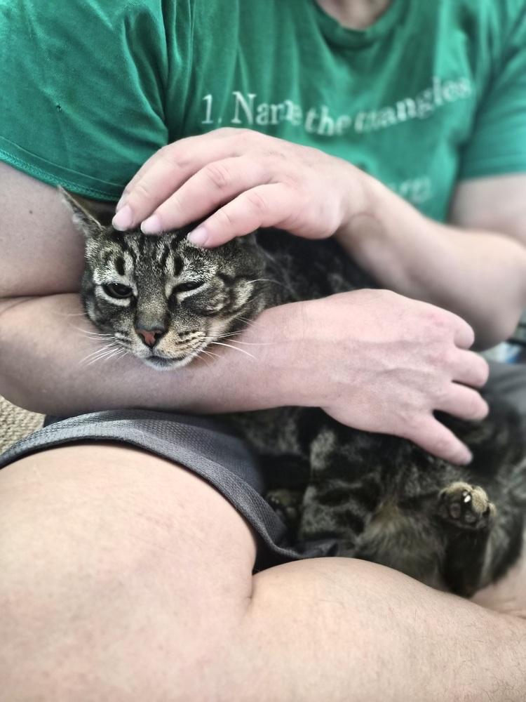 Bandit, a Adoptable Domestic Short Hair in Patchogue, NY image 3/6