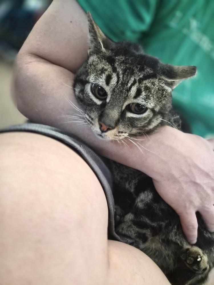 Bandit, a Adoptable Domestic Short Hair in Patchogue, NY image 4/6