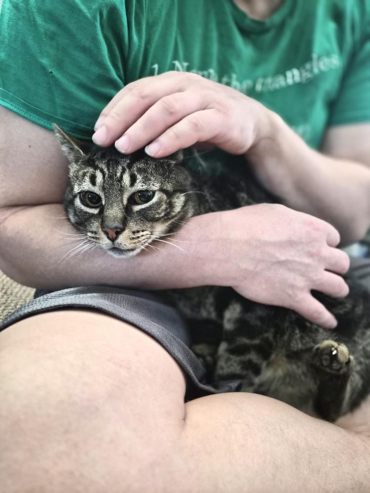 Bandit, a Adoptable Domestic Short Hair in Patchogue, NY image 5/6
