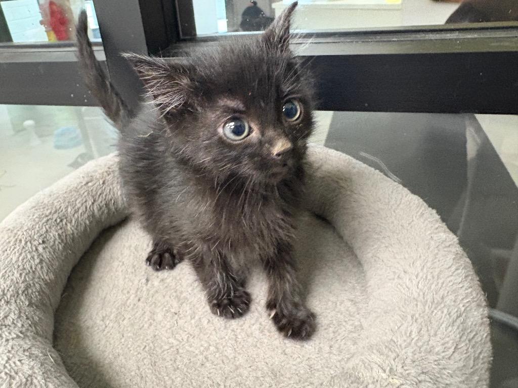 Kevin / AC 27449 B, Adoptable, Kitten Male Domestic Medium Hair.