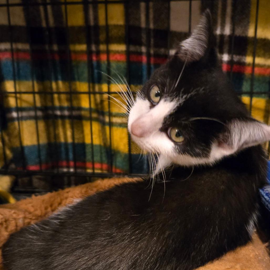 Enlarge Sebastian, a Adoptable Domestic Short Hair in Elwood, IN image 1/1
