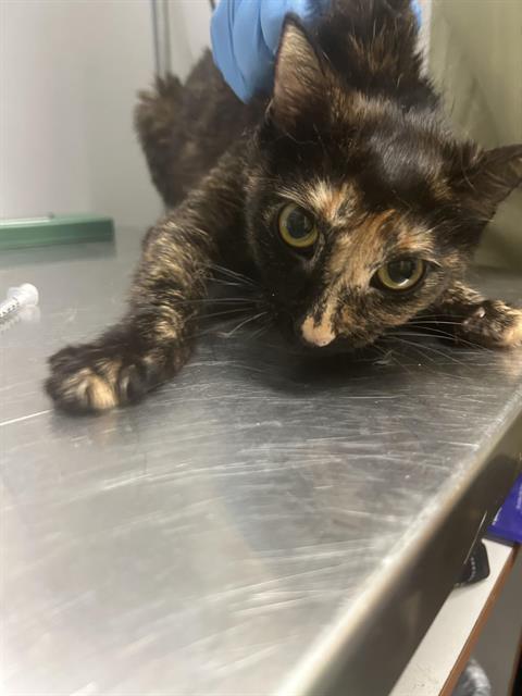 BARN CAT ENZI, Adoptable, Young Female Domestic Short Hair.