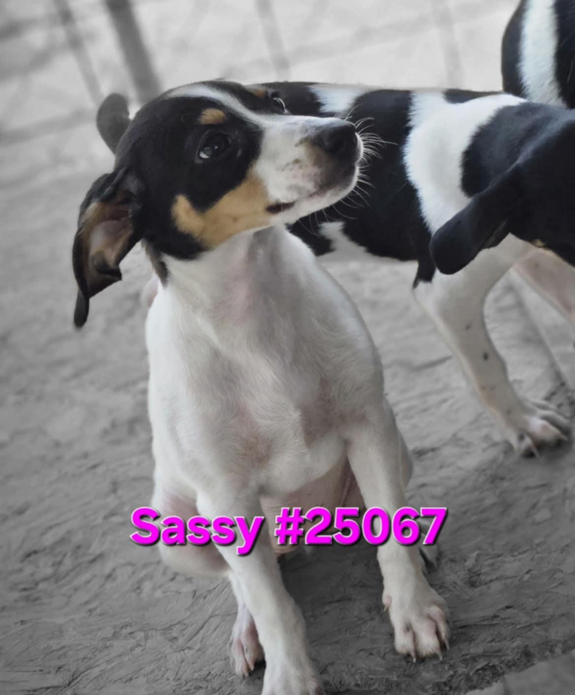 Sassy #25067, Baby Female unknown