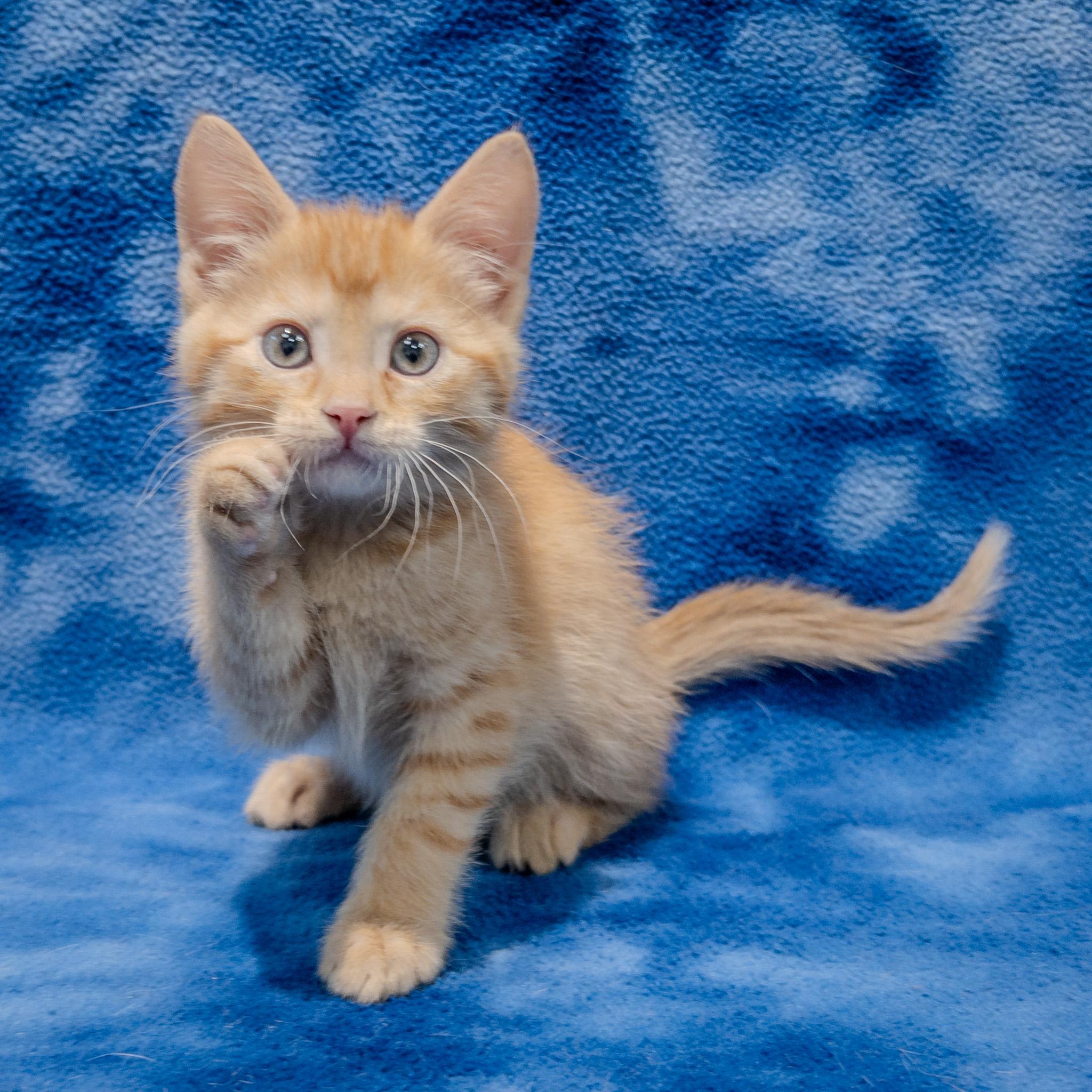 Enlarge Ronnie, a Adoptable mixed breed in Overland Park, KS image 1/1