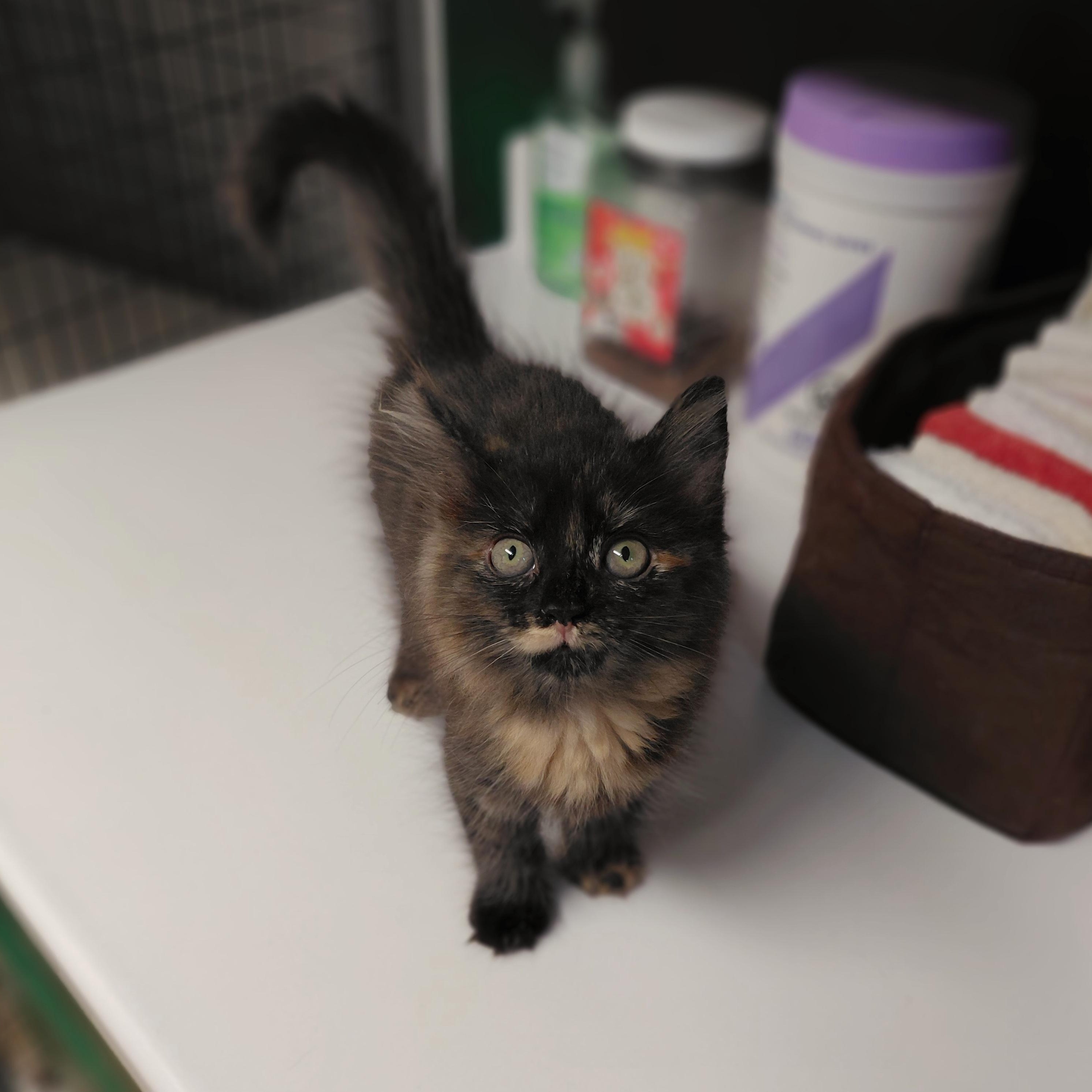 Enlarge Skittles, a ADOPTABLE Domestic Medium Hair in Littleton, NH image 1/1
