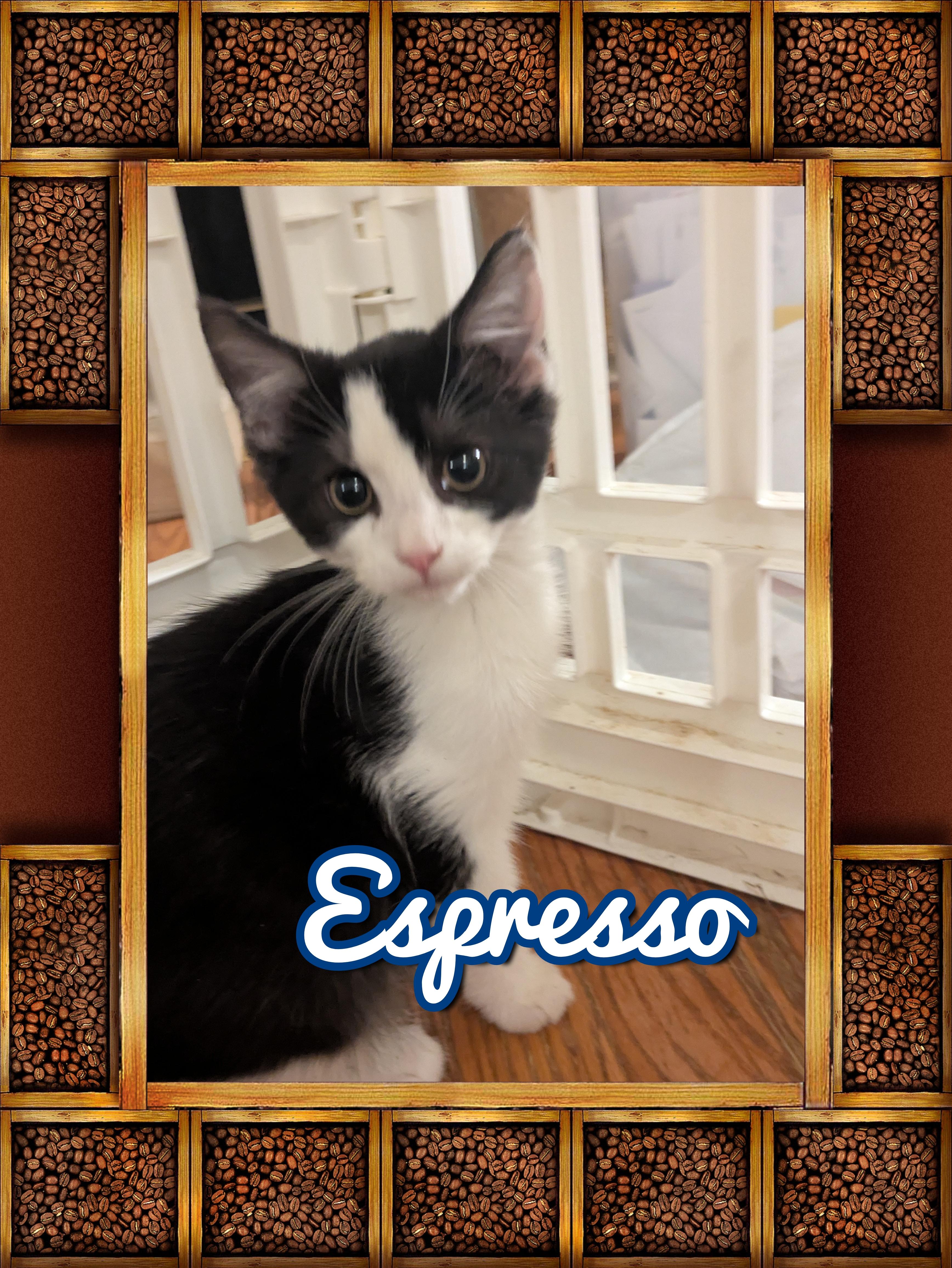 Enlarge Espresso, a Adoptable Domestic Short Hair in Great Mills, MD image 1/1