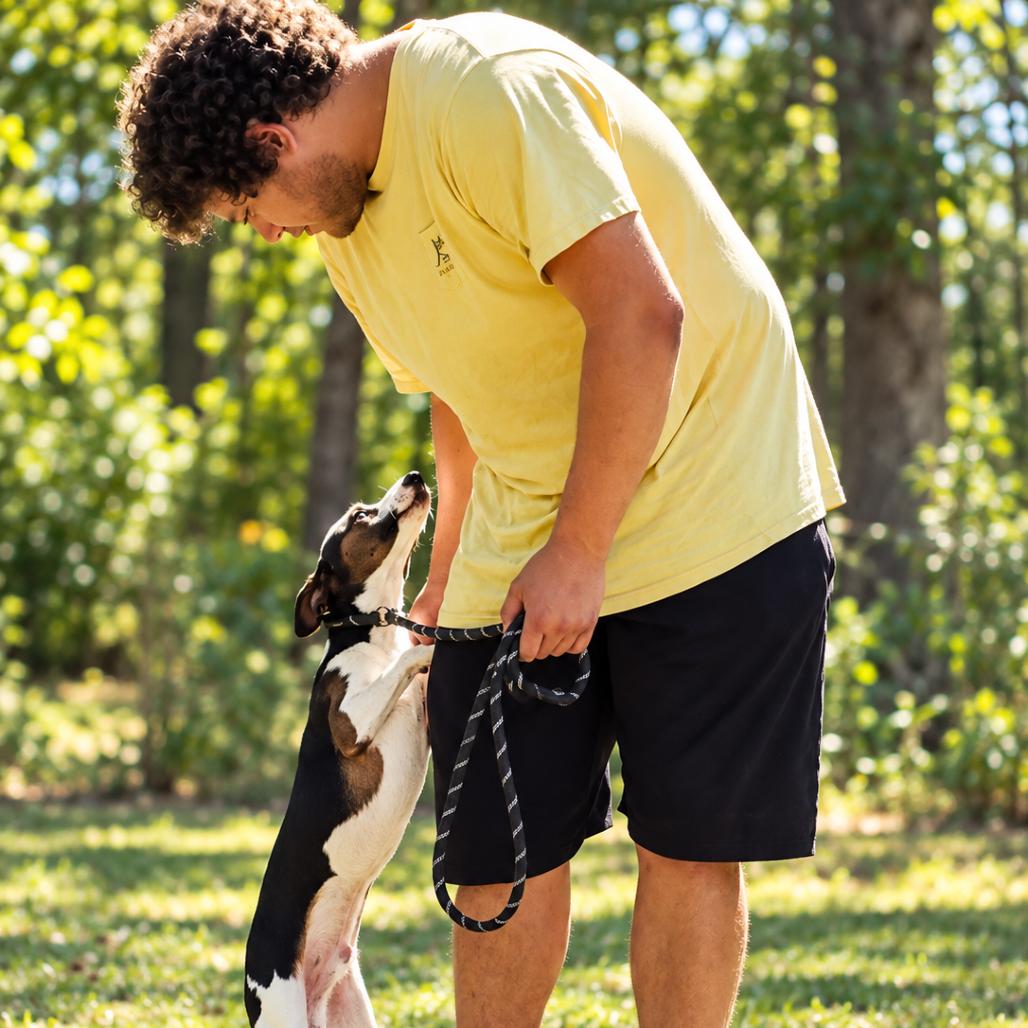Enlarge Stewart, a Adoptable mixed breed in Oakland, NJ image 2/2