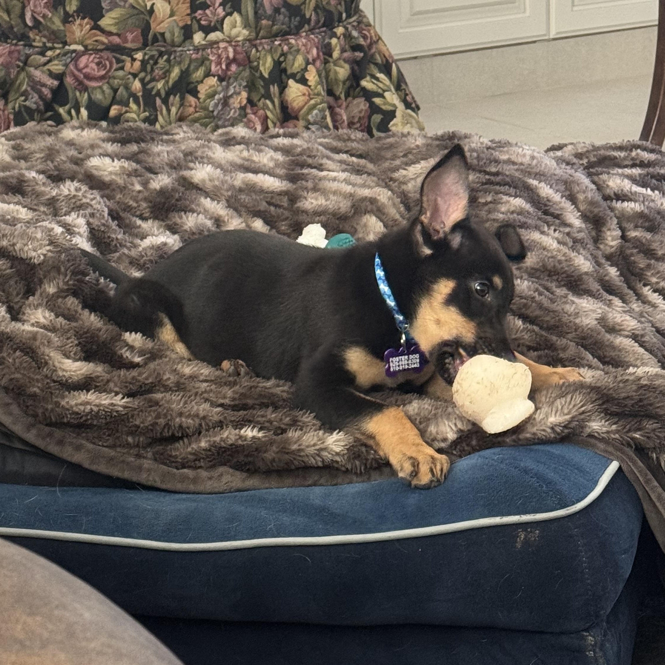 Rudy, a Adopted German Shepherd Dog in Eagle, ID image 2/5