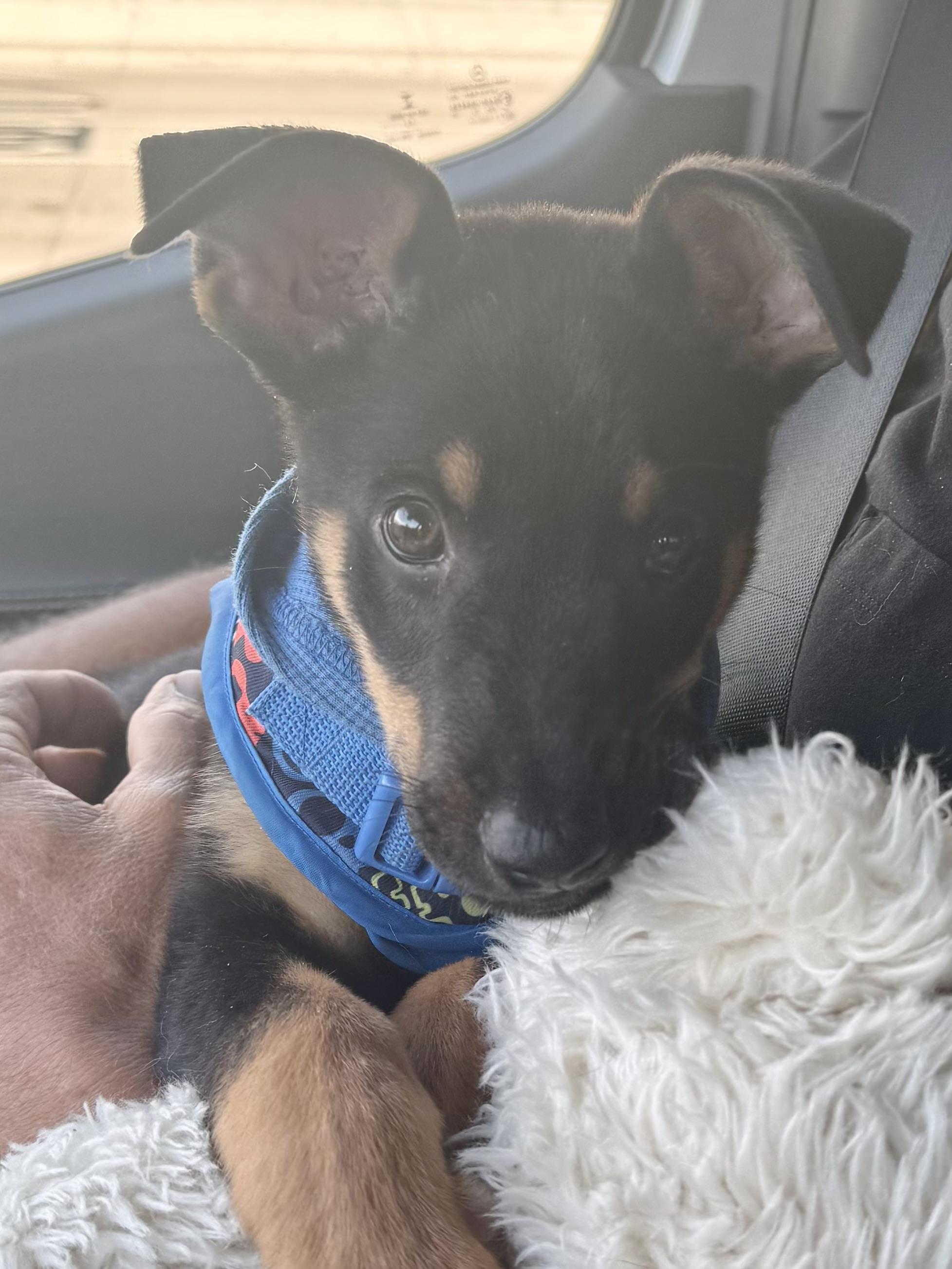 Rudy, a Adopted German Shepherd Dog in Eagle, ID image 1/5