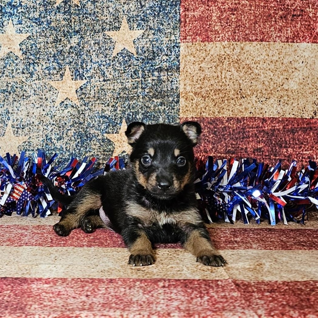 Rudy, a Adopted German Shepherd Dog in Eagle, ID image 4/5
