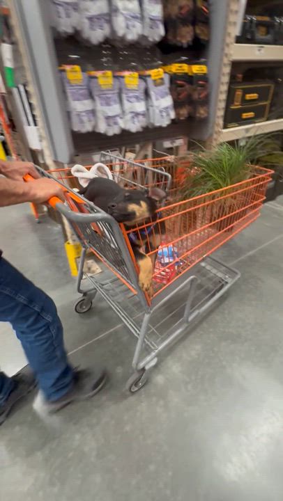 Enlarge Rudy, a Adopted German Shepherd Dog in Eagle, ID video 5/5