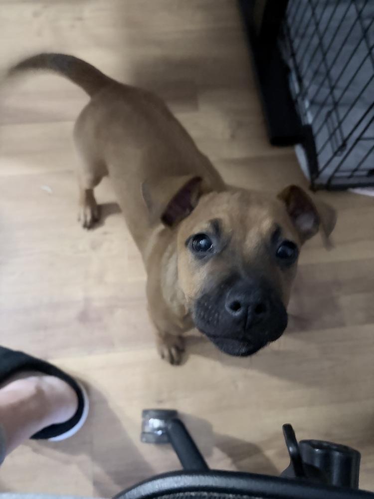 Jane, Adoptable, Puppy Female Hound & Labrador Retriever.