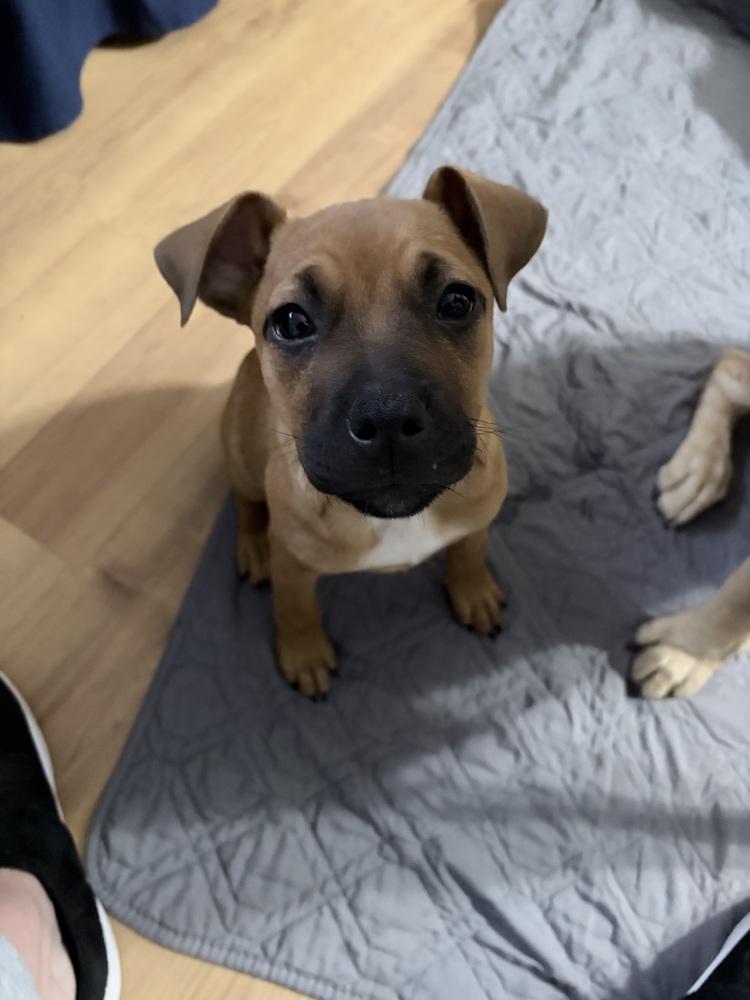 Enlarge Jane, a Adoptable mixed breed in Wake Forest, NC image 2/4