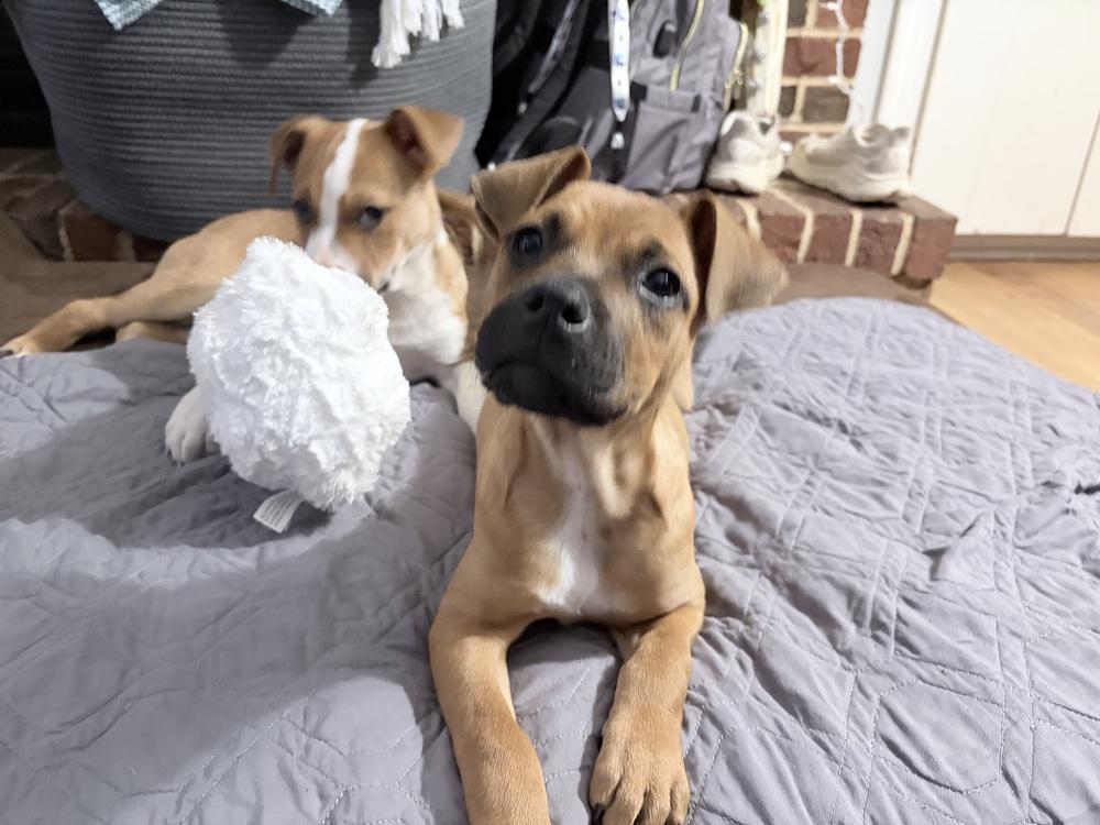 Enlarge Jane, a Adoptable mixed breed in Wake Forest, NC image 3/4