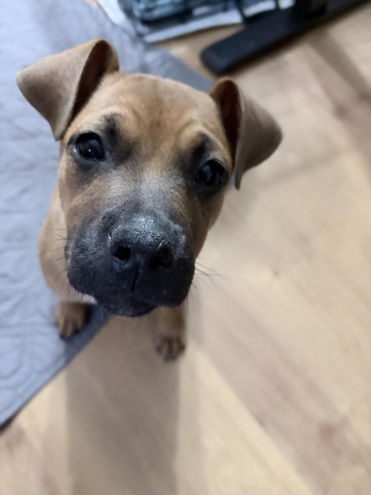 Enlarge Jane, a Adoptable mixed breed in Wake Forest, NC image 4/4