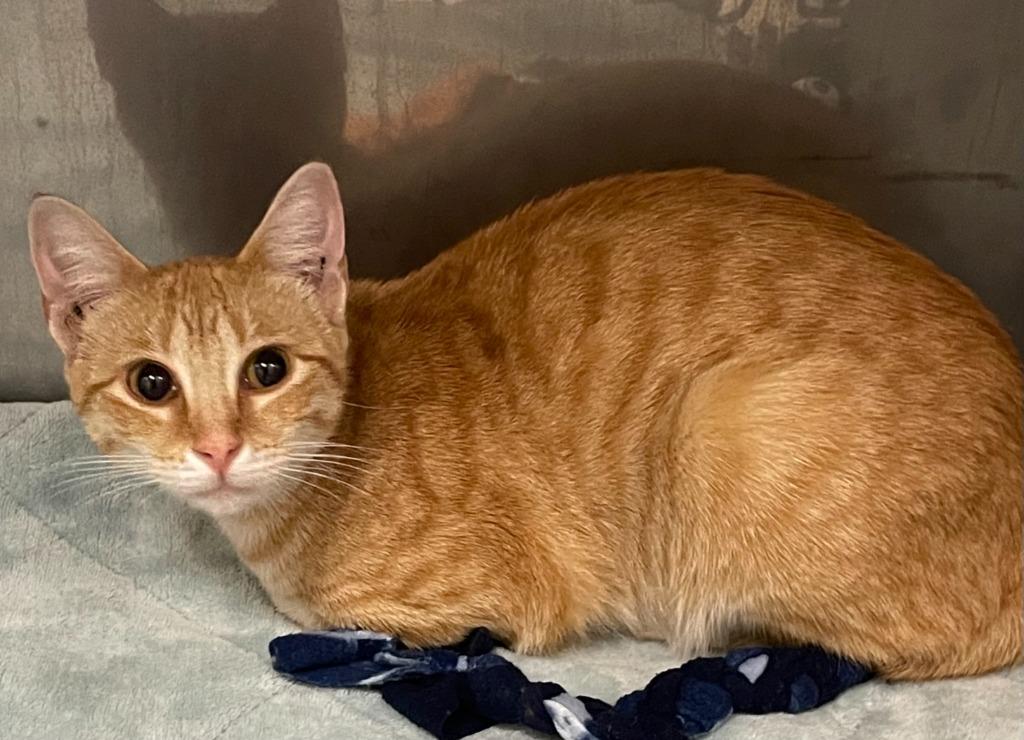 Enlarge Ginger, a Adoptable mixed breed in Little Elm, TX image 1/1