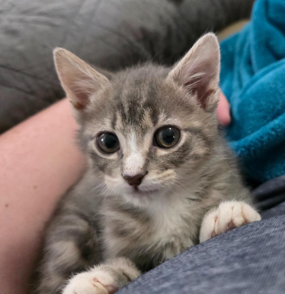 Cricket, Adoptable, Kitten Male Domestic Short Hair.