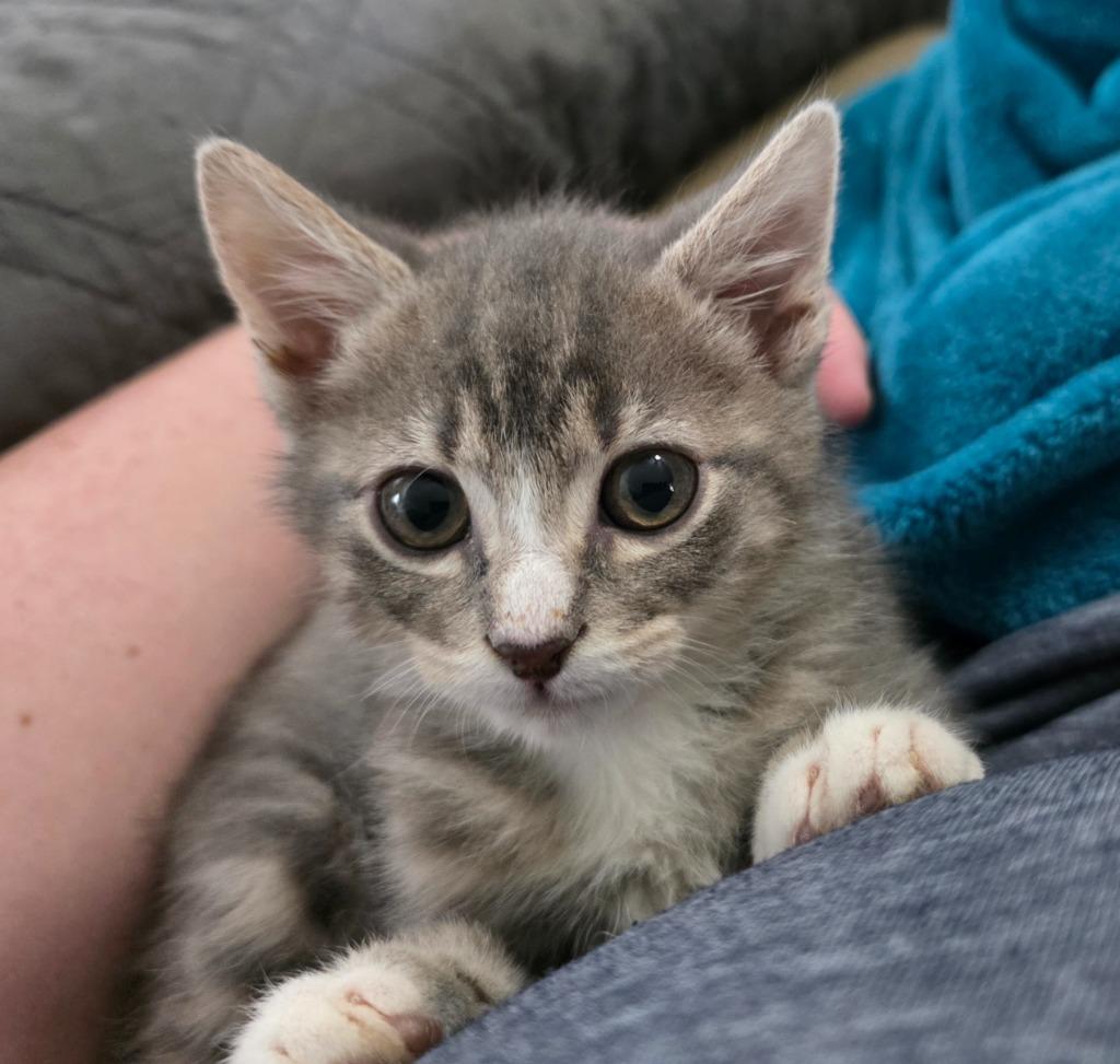 Cricket, a Adoptable mixed breed in Buford, GA image 5/5