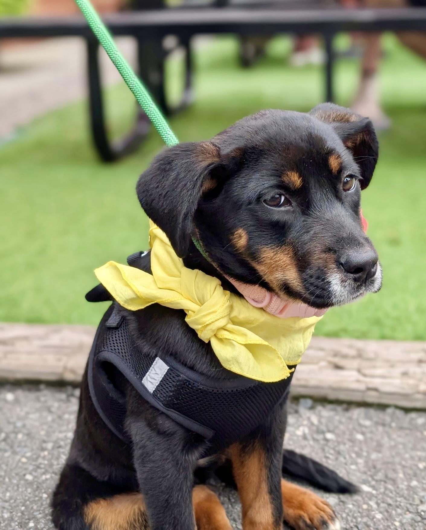 Enlarge Guppy, a Adoptable mixed breed in Charlotte , NC image 1/6