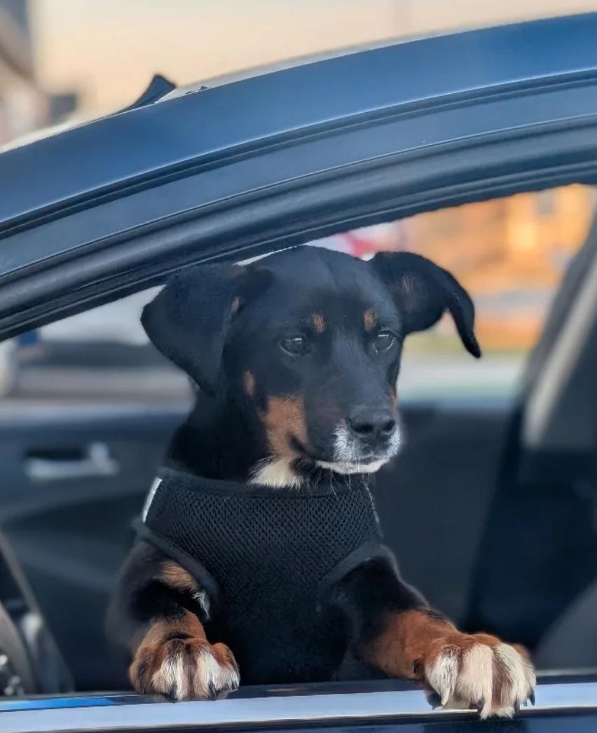 Enlarge Guppy, a Adoptable mixed breed in Charlotte , NC image 2/6