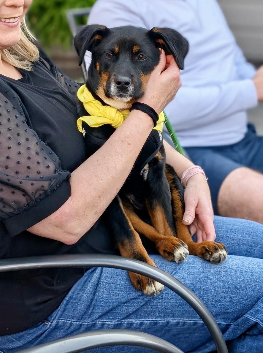 Enlarge Guppy, a Adoptable mixed breed in Charlotte , NC image 3/6