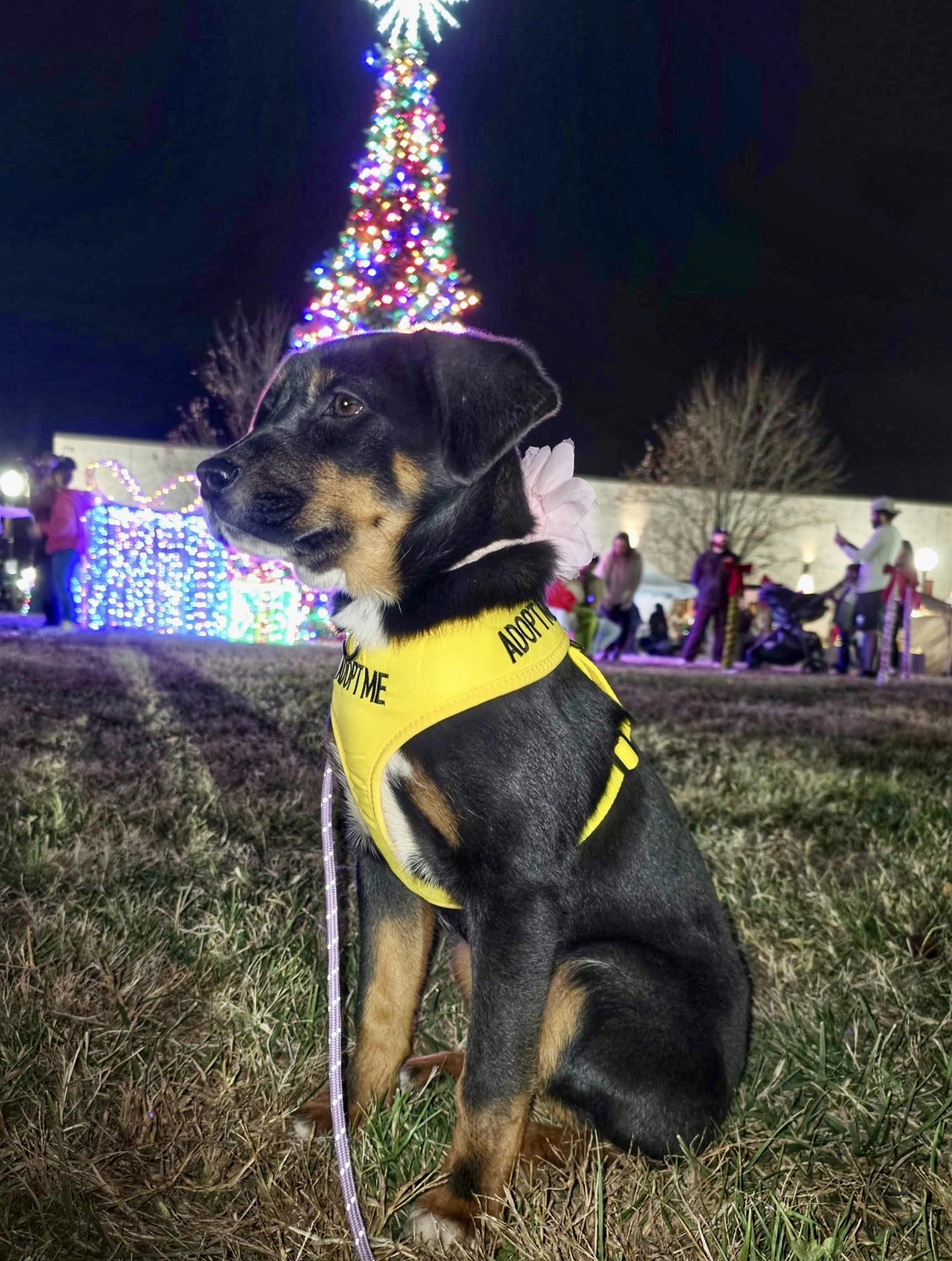 Enlarge Guppy, a Adoptable mixed breed in Charlotte , NC image 5/6