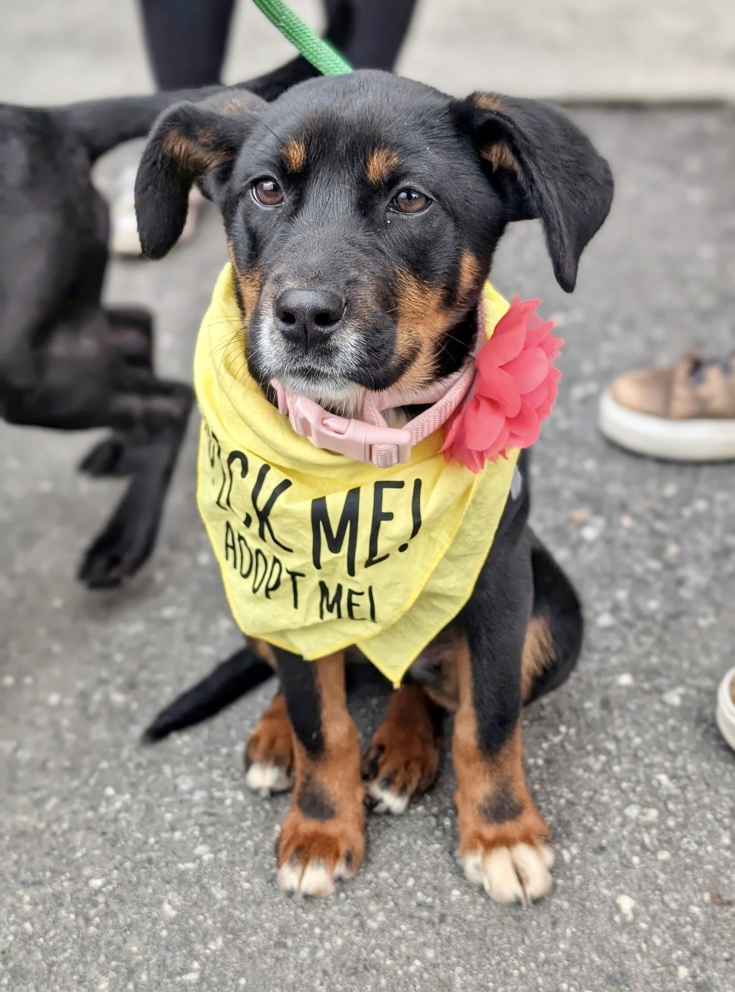Enlarge Guppy, a Adoptable mixed breed in Charlotte , NC image 6/6