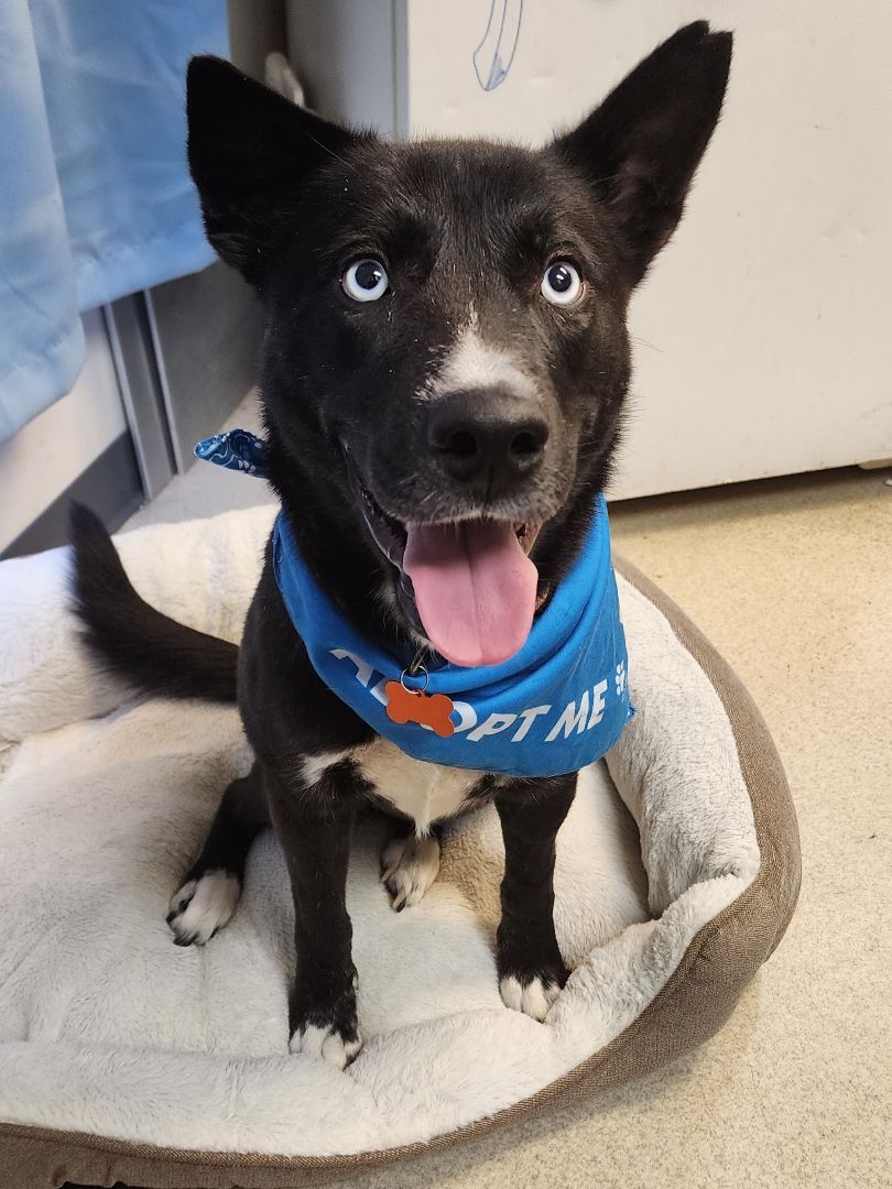 SINATRA