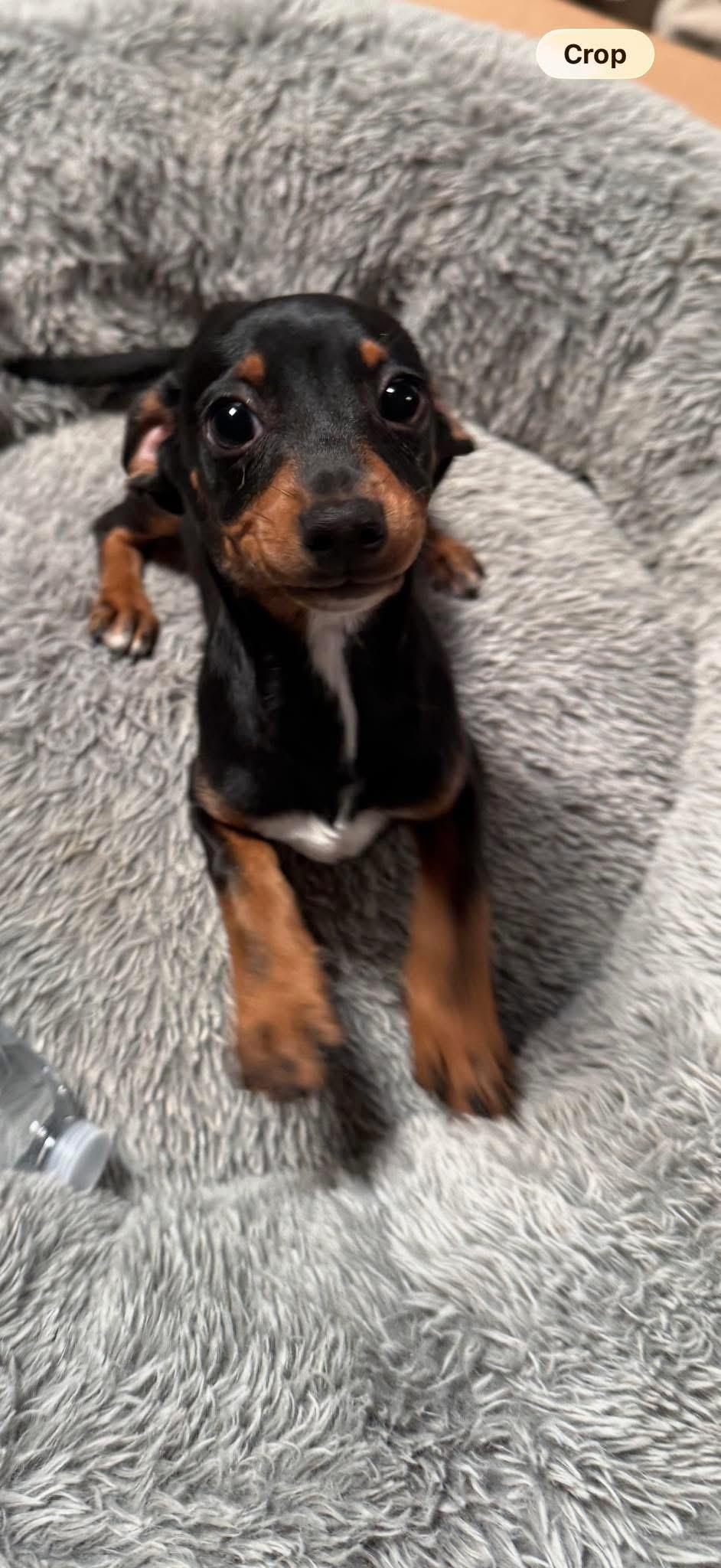 Enlarge Herman, an adopted mixed breed in Fresno, CA image 1/1