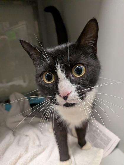 Junebug, Adoptable, Adult Female Domestic Short Hair & Domestic Short Hair.