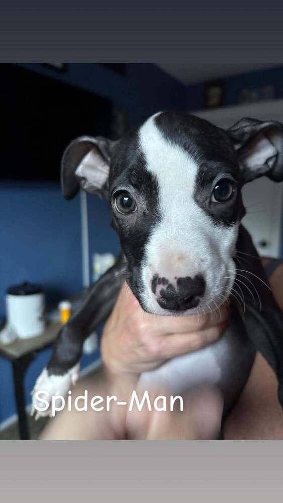 Spider-Man (Marvel 7) Cooper, Adoptable, Puppy Male Pit Bull Terrier & Mixed Breed.