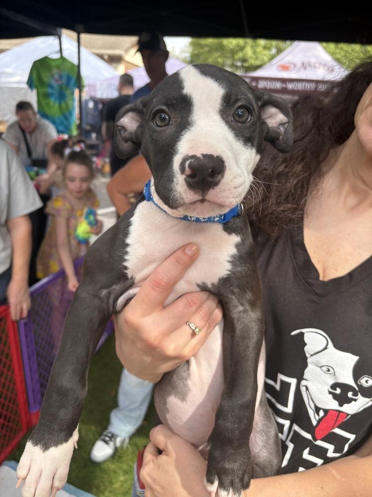 Enlarge Spider-Man (Marvel 7) Cooper, a Adoptable mixed breed in Wenonah, NJ image 2/2