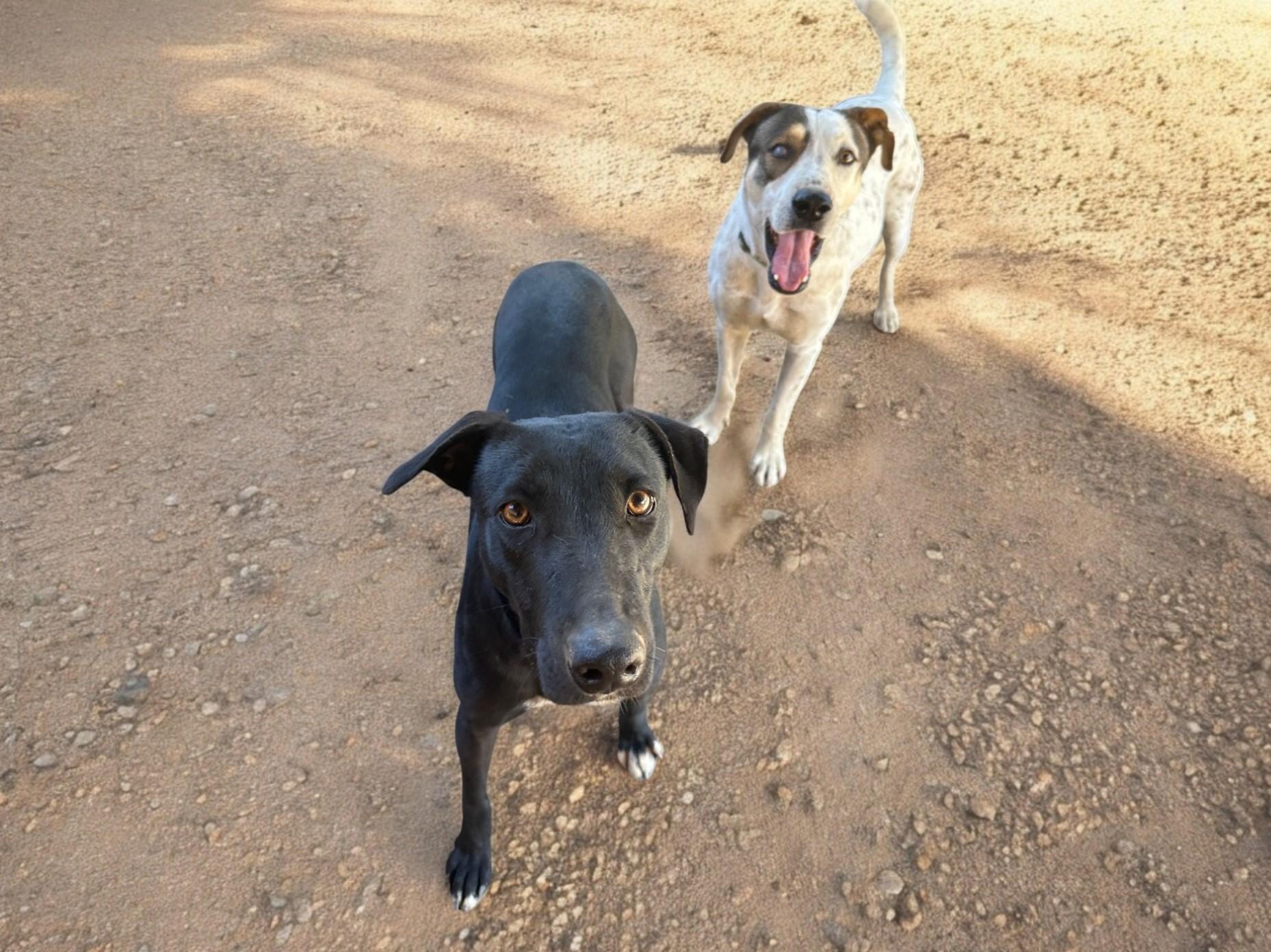 Enlarge Yuri & Ronin, a Adoptable Mixed Breed in Vancouver, BC image 1/6