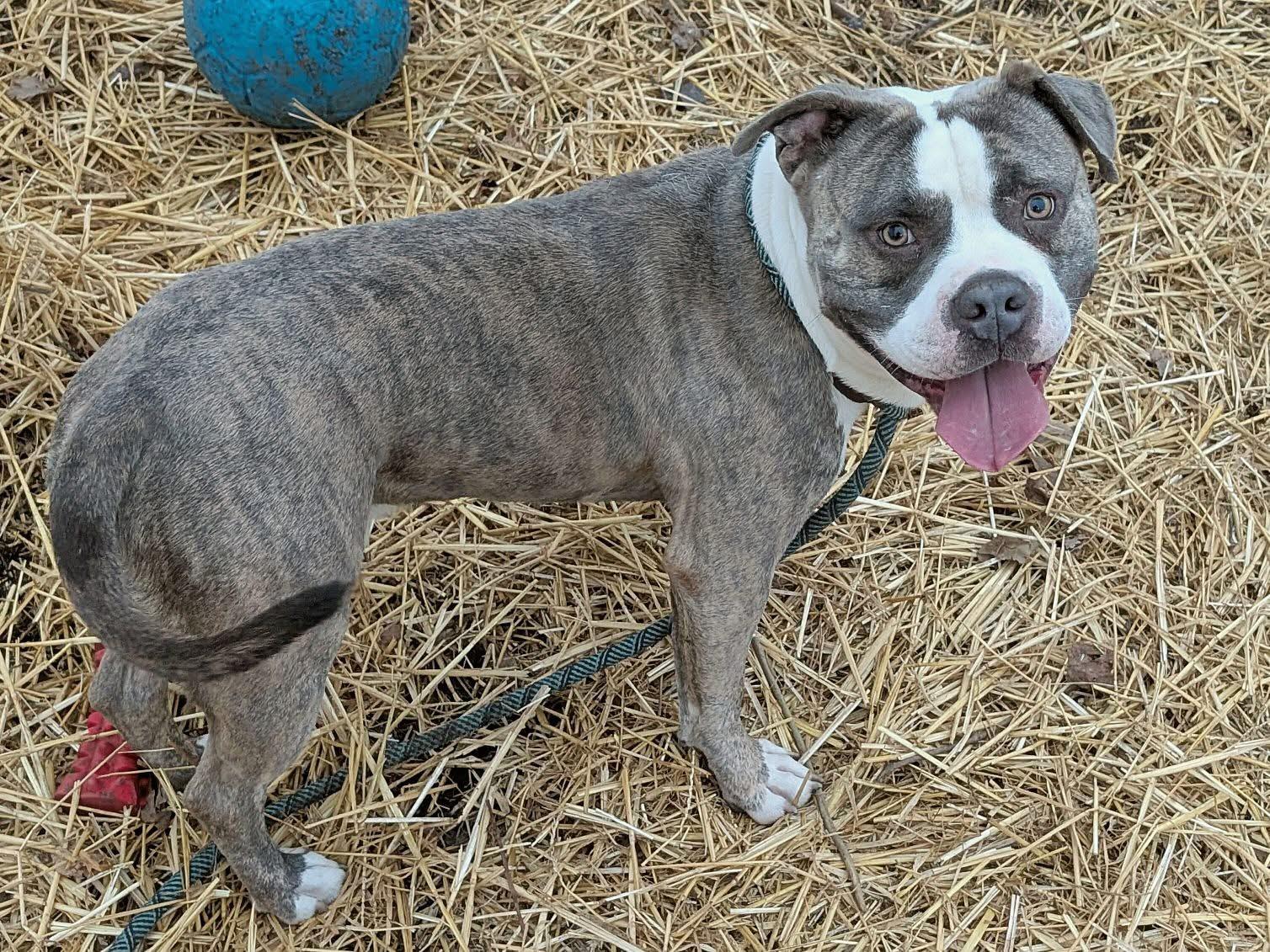 Enlarge Ham, an adopted Pit Bull Terrier in Chicago, IL image 4/5